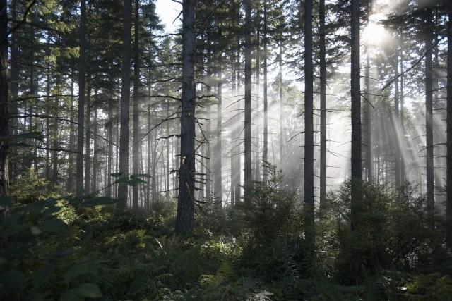 forest in daylight